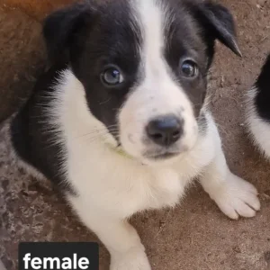 Welsh collies - Image 4