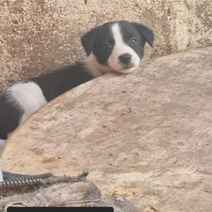 Welsh collies - Image 5