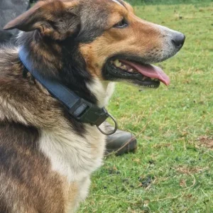 Welsh collies - Image 6