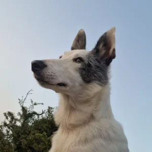 Welsh collies - Image 7