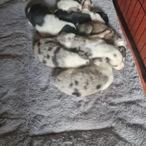 Welsh collies - Image 8