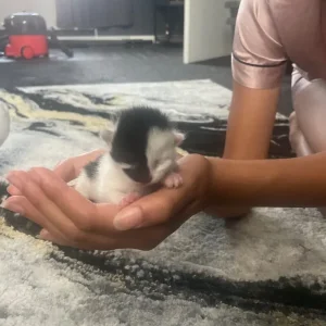 4 beautiful kittens - Image 3