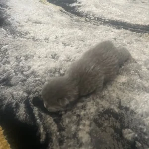 4 beautiful kittens - Image 4