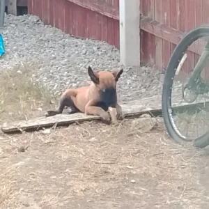 Belgium mally female puppy - Image 3