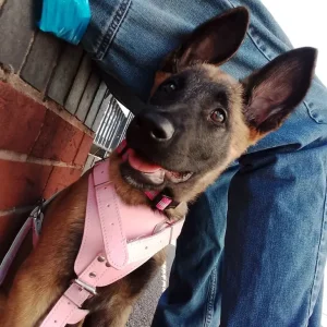 Belgium mally female puppy - Image 4