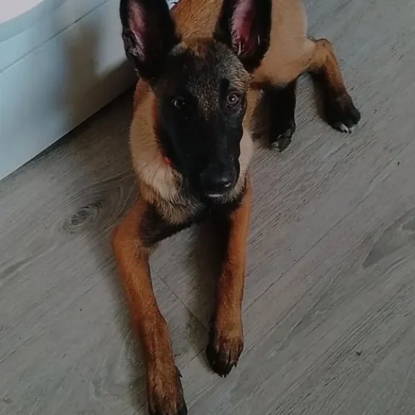 Belgium mally female puppy