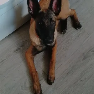 Belgium mally female puppy