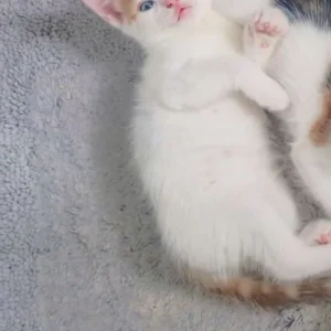 8 week old Male kittens! - Image 2