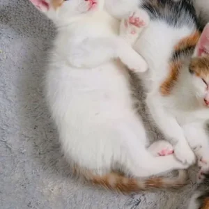 8 week old Male kittens! - Image 4