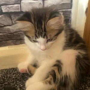 8 week old Male kittens! - Image 5