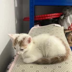 8 week old Male kittens! - Image 6