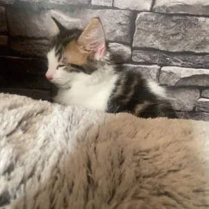 8 week old Male kittens! - Image 7