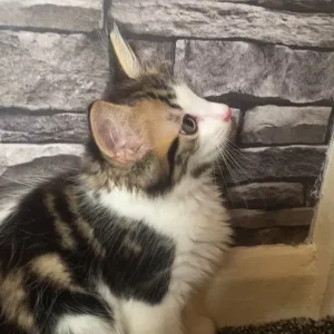 8 week old Male kittens! - Image 8