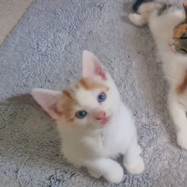 8 week old Male kittens!