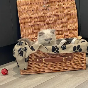 Beautiful selkirkrex babies