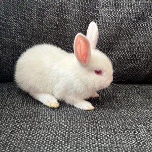 Baby rabbits - Image 3