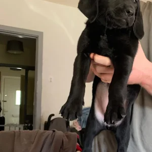 1 black female Labrador - Image 2