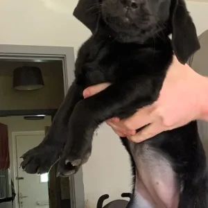 1 black female Labrador - Image 3