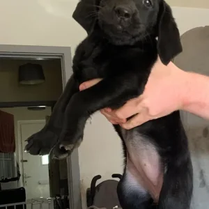 1 black female Labrador - Image 4