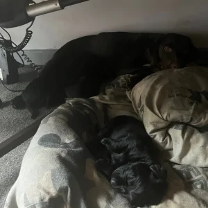 1 black female Labrador - Image 5