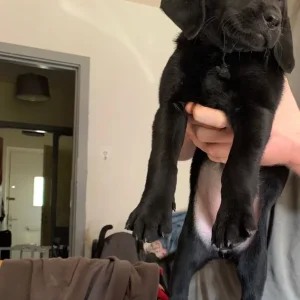 1 black female Labrador