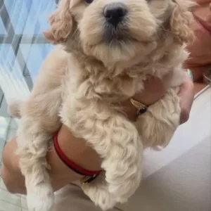 Maltipoo puppies for sale - Image 2