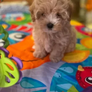 Maltipoo puppies for sale - Image 5