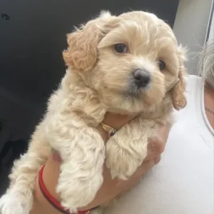 Maltipoo puppies for sale - Image 6