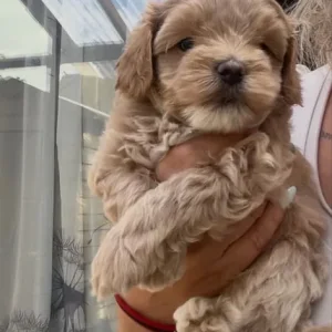 Maltipoo puppies for sale - Image 8