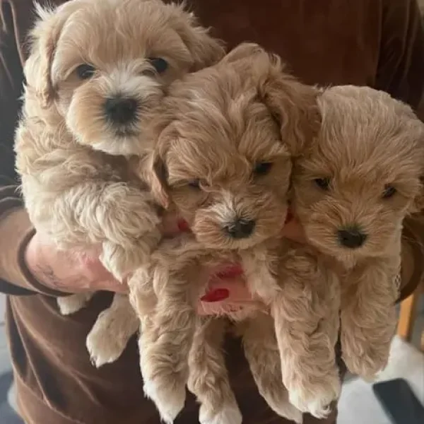 Maltipoo puppies for sale