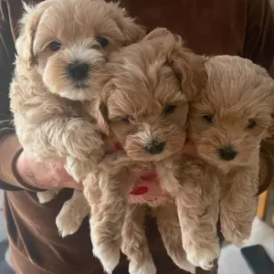 Maltipoo puppies for sale