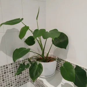 Monstera plant includes high quality pot, 50% off - Image 2