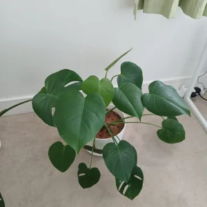 Monstera plant includes high quality pot, 50% off - Image 3