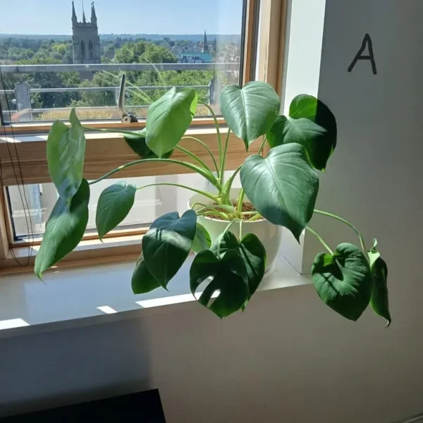 Monstera plant includes high quality pot, 50% off