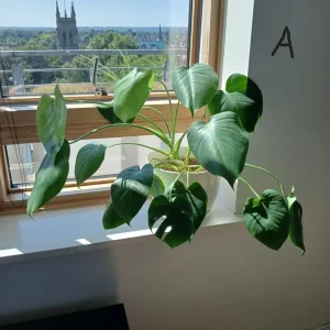 Monstera plant includes high quality pot, 50% off