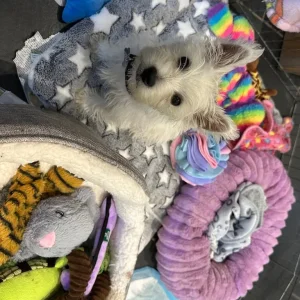 KC Registered Westie Boys, West Highland Terriers - Image 3