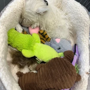 KC Registered Westie Boys, West Highland Terriers - Image 4