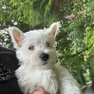 KC Registered Westie Boys, West Highland Terriers - Image 5