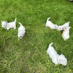 KC Registered Westie Boys, West Highland Terriers - Image 6