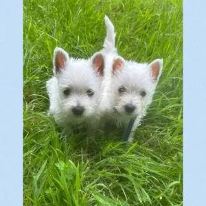 KC Registered Westie Boys, West Highland Terriers - Image 7