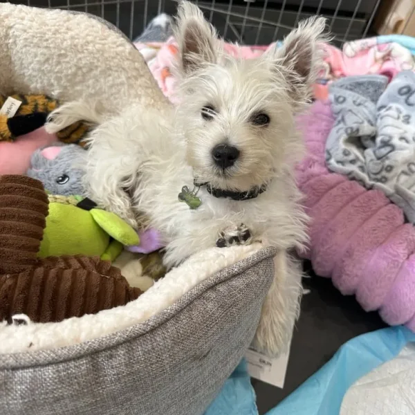KC Registered Westie Boys, West Highland Terriers