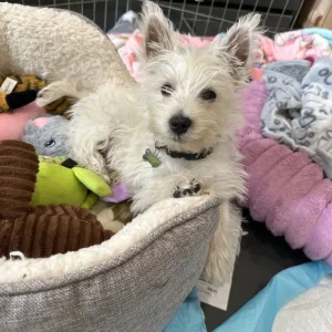 KC Registered Westie Boys, West Highland Terriers