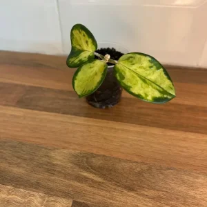 Small Hoya Plant - Image 2