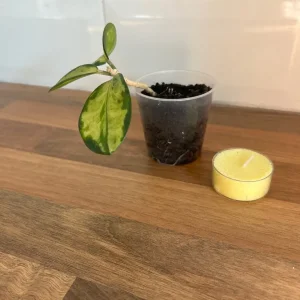 Small Hoya Plant - Image 3