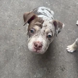 Female Pocket bully puppy for sale - Image 2