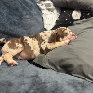 Female Pocket bully puppy for sale - Image 3