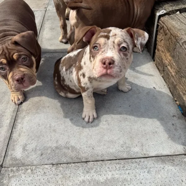 Female Pocket bully puppy for sale