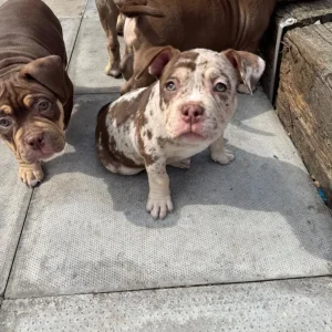 Female Pocket bully puppy for sale