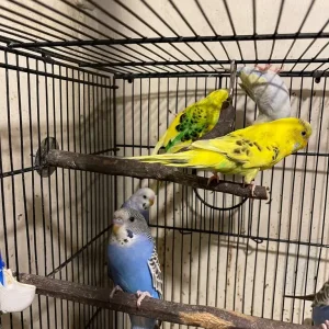 Budgies and cage - Image 2