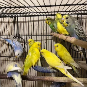 Budgies and cage - Image 3